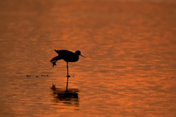 avocet