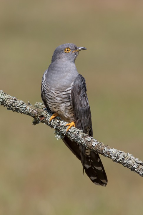 cuckoo