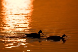 avocet