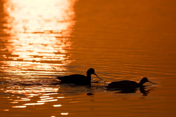 avocet