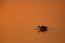 avocet