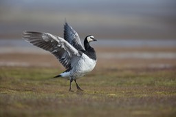 barnacle goose