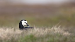 barnacle goose