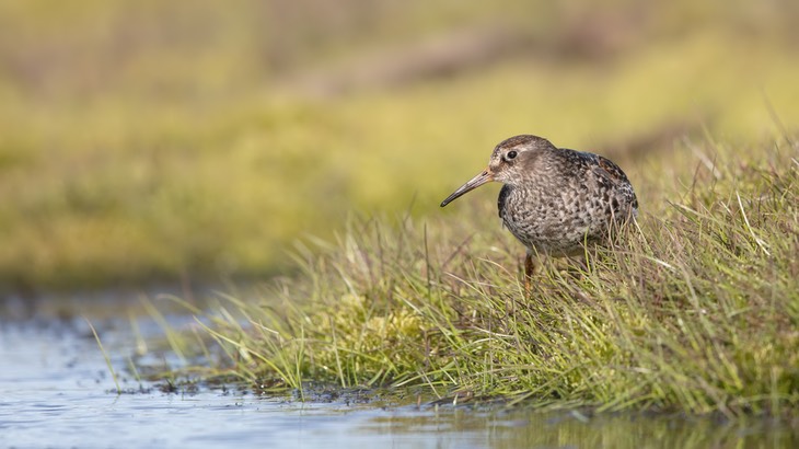 purple sandpiper