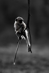 hanuman langur