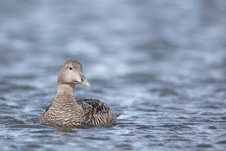 common eider