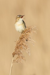 sedge warbler