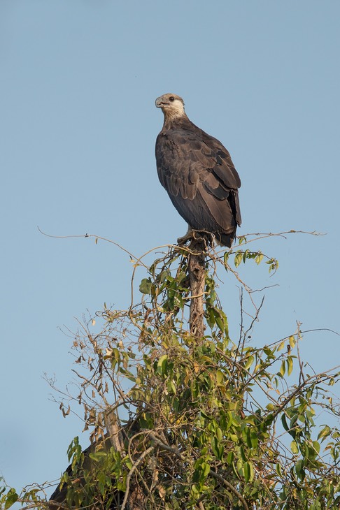 madagascar fish eagle