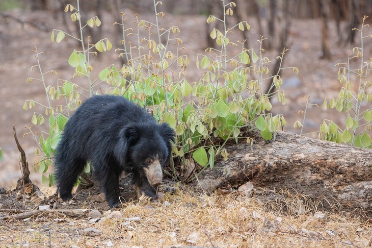 sloth bear