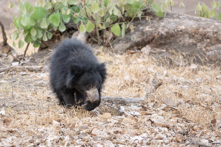 sloth bear