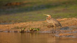 purple heron