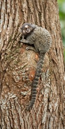 common marmoset