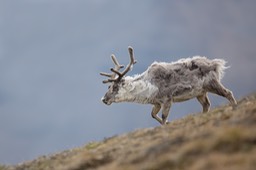 svalbard reindeer