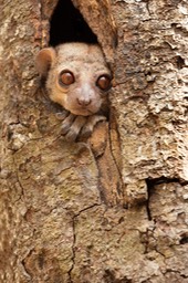 milne edwards' sportive lemur