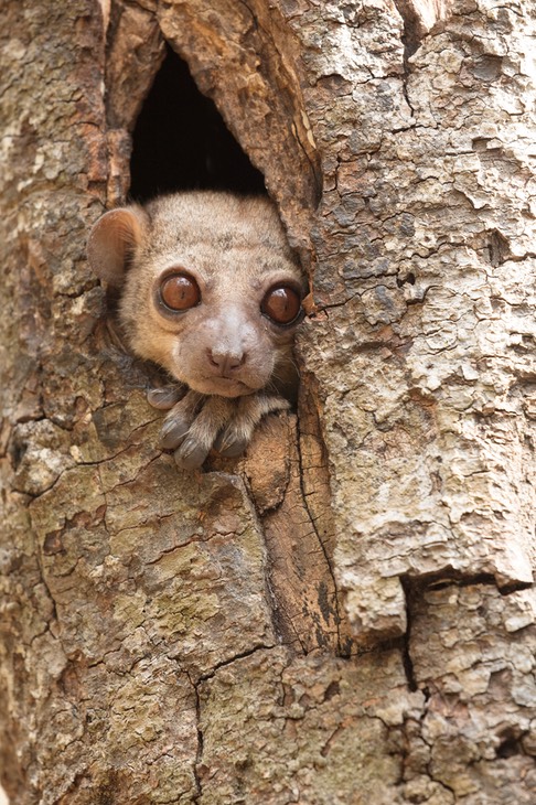 milne edwards' sportive lemur