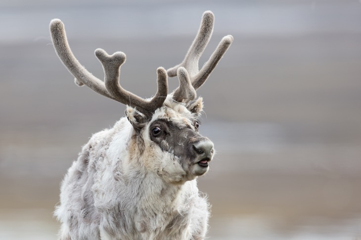 svalbard reindeer