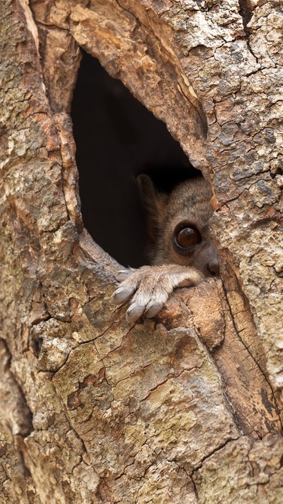 milne edwards' sportive lemur