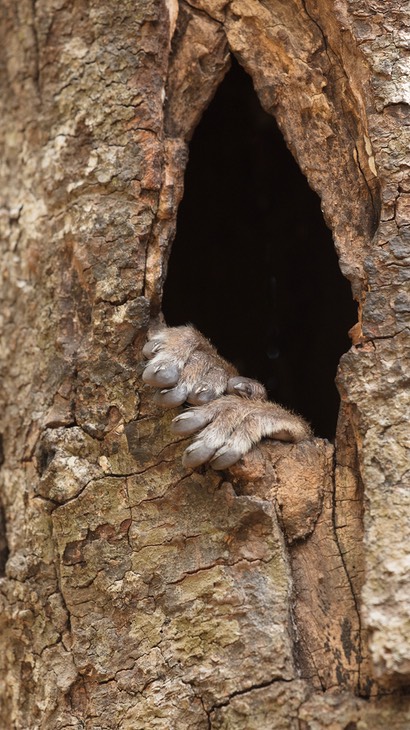 milne edwards' sportive lemur