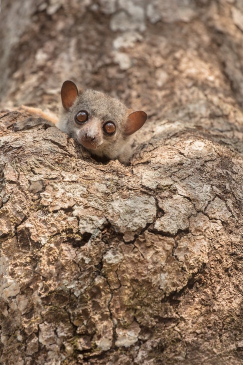 milne edwards' sportive lemur