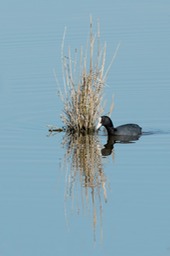 coot