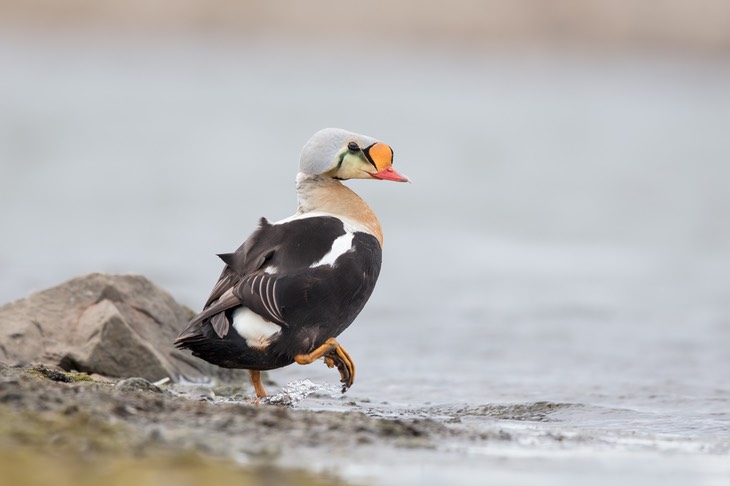 king eider