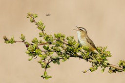 sedge warbler