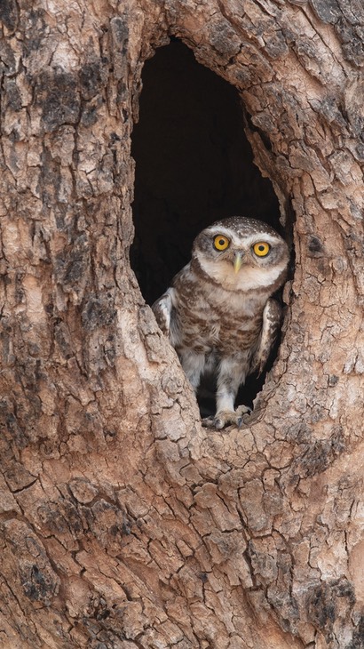 spotted owlet