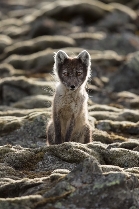 arctic fox