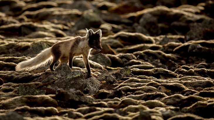 arctic fox