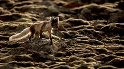 arctic fox