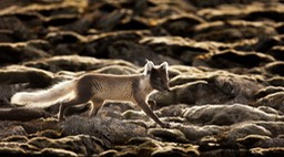 arctic fox