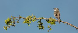 sedge warbler