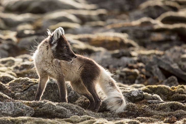 arctic fox