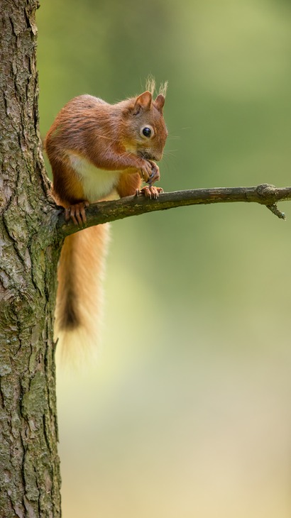 red squirrel