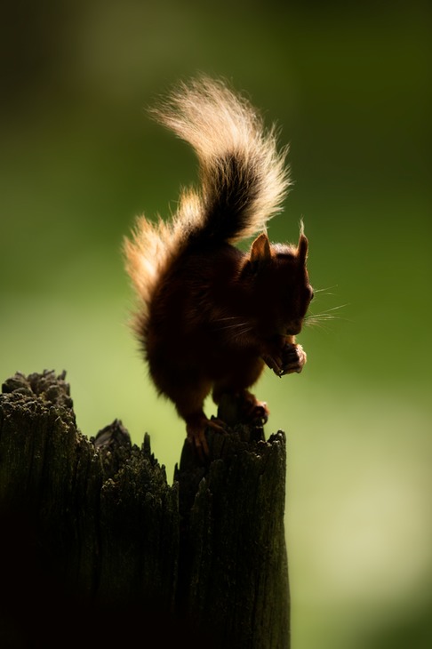 red squirrel