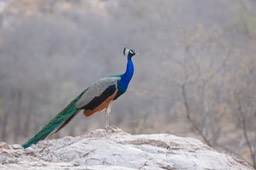 indian peafowl