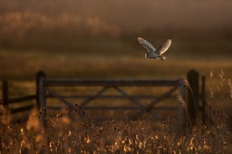 barn owl