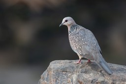 spotted dove