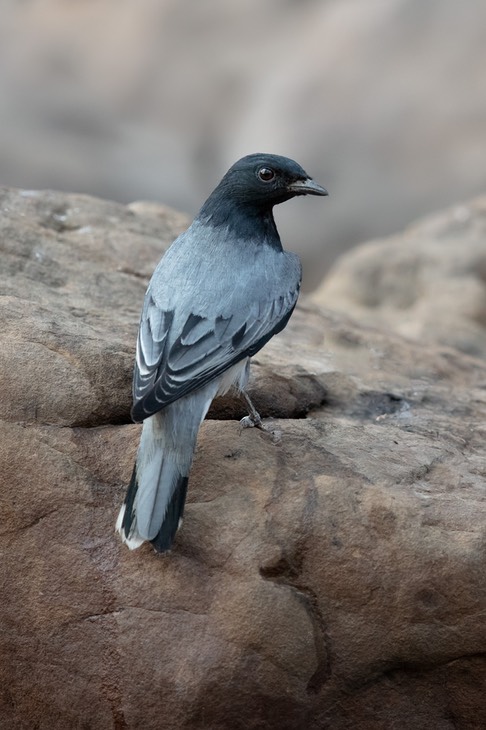 black headed cuckoo shrike