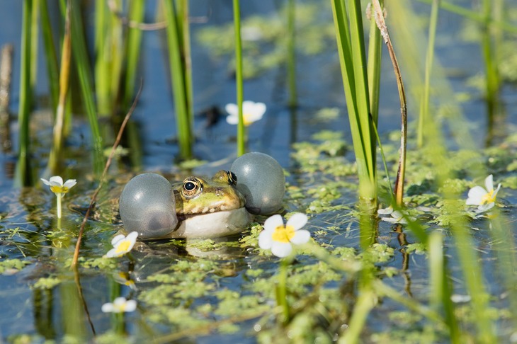 marsh frog