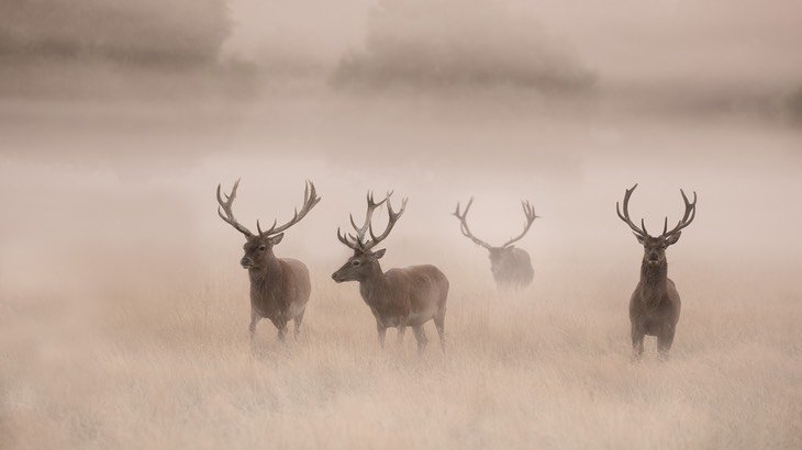 red deer