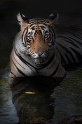 bengal tiger