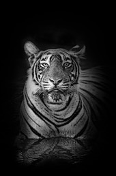 bengal tiger