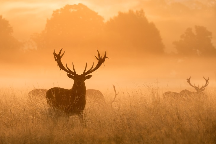 red deer