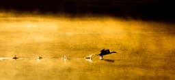 great crested grebe