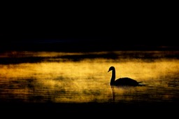 mute swan