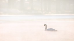 mute swan