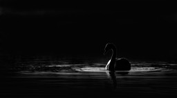 mute swan