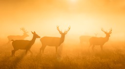 red deer