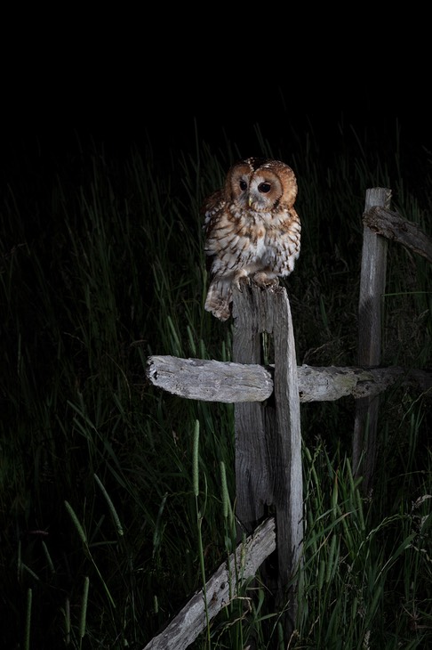 tawny owl